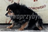 29.01.2014 MOGILNO PIES 54820